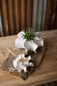 Set Of Two Organic Ceramic Planters