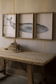 Triptych Framed Whale Print Under Glass 18" X 26"T