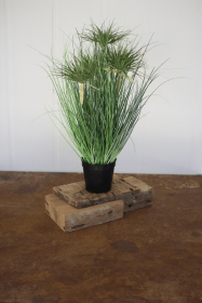 CYPRUS GRASS IN PLASTIC POT